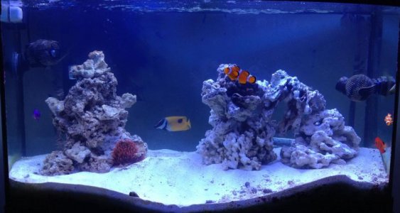 reef beginnings take 2 Nov 2012.jpg