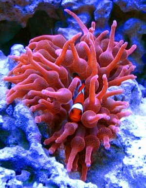 mendel in RBTA day for RB.jpg