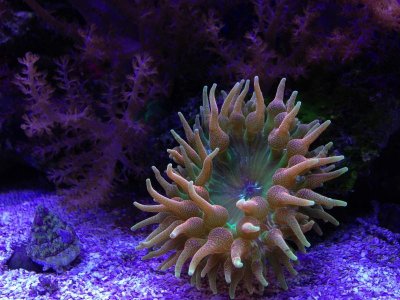 Orange BubbleTip1.jpg