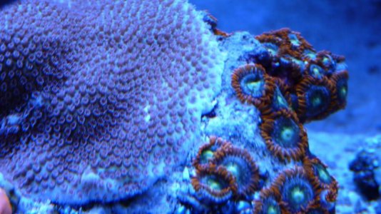 silverdollarwithzoas.jpg