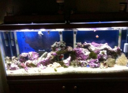 55gal.jpg