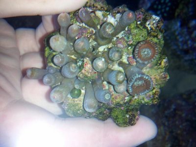 Zoas in Question (1024x768).jpg