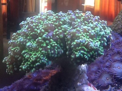 Frogspawn-purple with green tips (rare).jpg