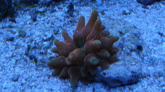 Orange BTA Post Split.jpg