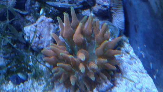 Orange BTA Post Split1.jpg