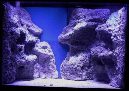 Under LED, no water.jpg