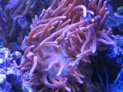 fsih tank 12-12-12 005 (Medium).jpg