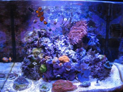 fsih tank 12-12-12 006 (Medium).jpg