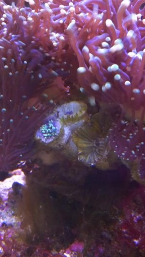 coral pic.jpg