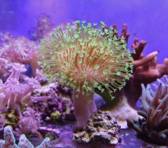 Green Sarcphyton.jpg