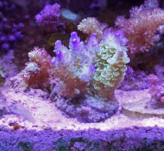 Blue-tip Green Acro. tenuis.jpg
