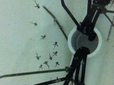 banggai1.jpg