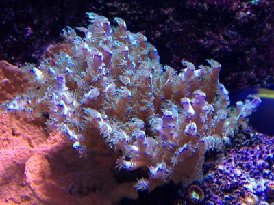 Blue SPS.jpg