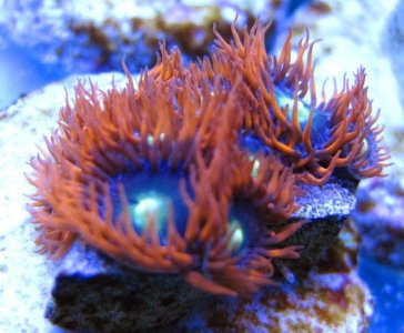 zoas.jpg