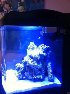 fish one New from front.jpg