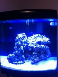 Fish Two NEw from Side.jpg
