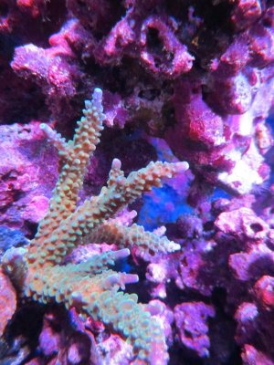 sps 004.jpg
