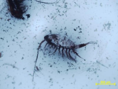 zooplankton_50x.jpg