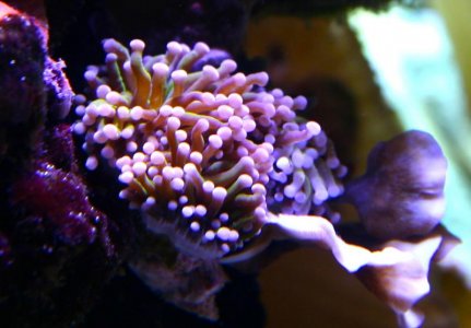 euphyllia23.12.12.jpg