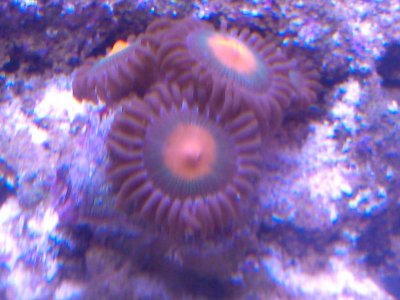 IMG_20121226_182334.jpg