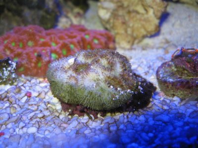 coral 009 (Medium).jpg