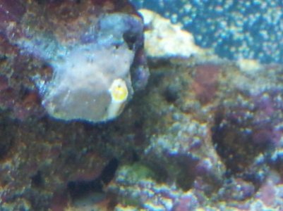 Item in question.jpg