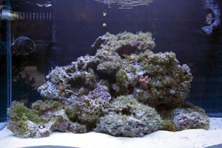 New-Aquarium-2.jpg