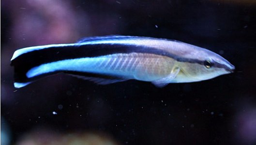 cleaner-wrasse.jpg