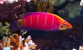 mysterywrasse.jpg