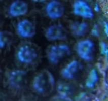 White Zoas 2.JPG