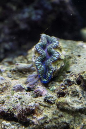 tridacnamaxima.jpg