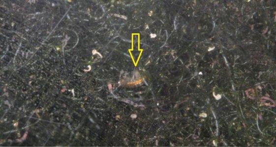 Brown  Tan Object.jpg