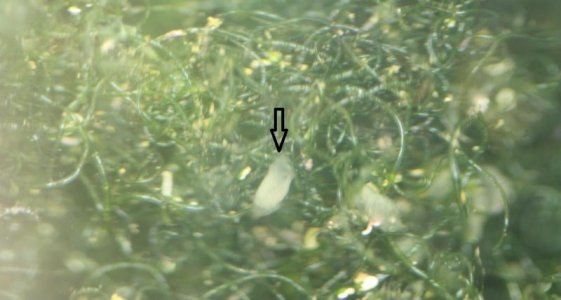 Chaeto White Object.jpg