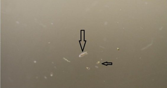 White specks on tank wall.jpg