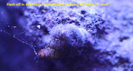 Live Rock Object A.jpg