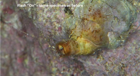 Live Rock Object B.jpg