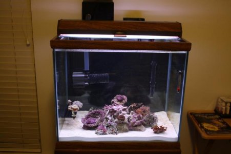 Fish tank 037.jpg