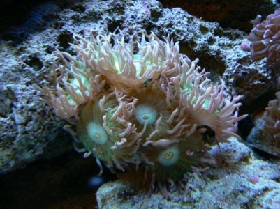 Aquarium Pics December 2009 009.jpg