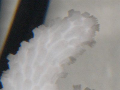 M0011246 (Small).JPG