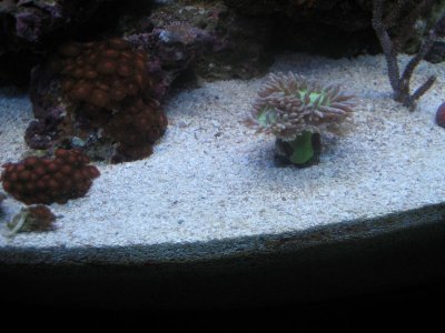 2010109dendro 0011.jpg