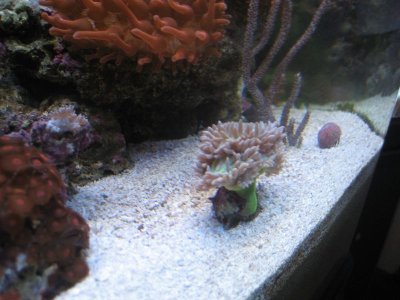 2010109dendro 0101.jpg