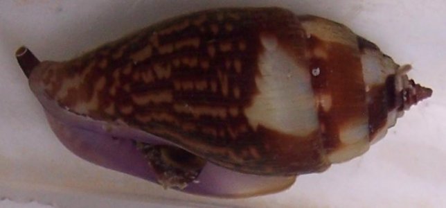snail crop.jpg