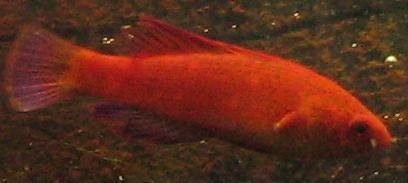 wrasse_crop1.jpg