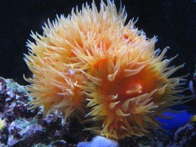reeftank 002.jpg