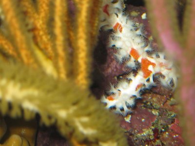 reef tank 007.jpg