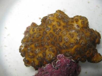reeftank 023.jpg
