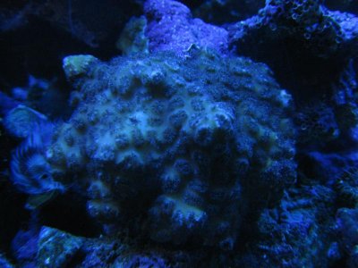 reeftank 039.jpg