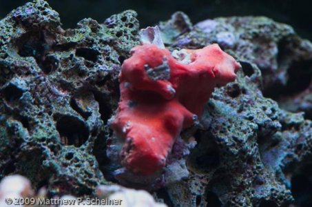 2010-01-10 Aquarium-2.jpg