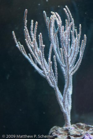 2010-01-10 Aquarium-3.jpg