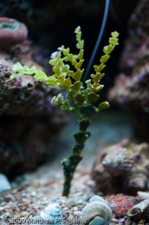 2010-01-10 Aquarium-4.jpg